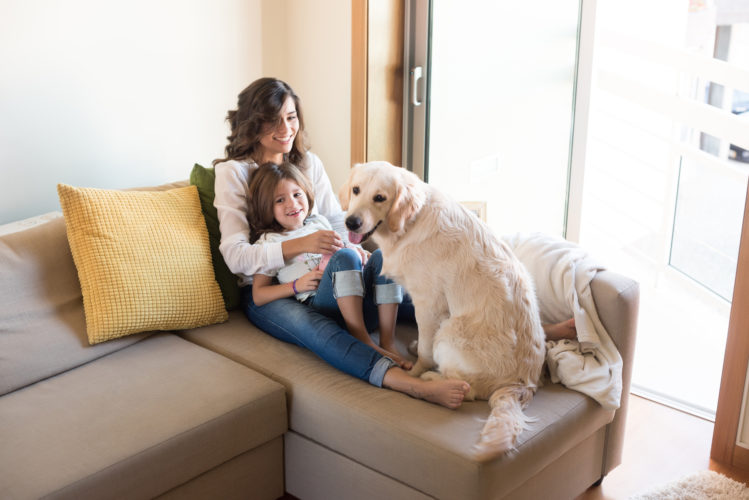 Golden Retriever Junior dog with her human family at home