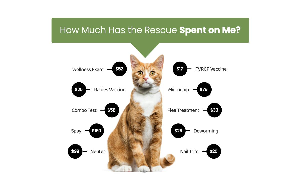 Fee Graphic-Cats