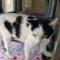 Clarabelle