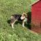 Cooper