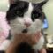 Sylvester 4652