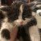 Sylvester 4652