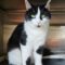Sylvester 4652