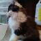 Sylvester 4652