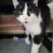 Sylvester 4652