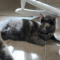 Allie 4751