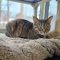 Sally 4788C