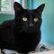 Boo Kitty 5097