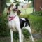 Millie 5303