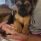 Presley 5345