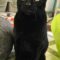 Buddy 5328C