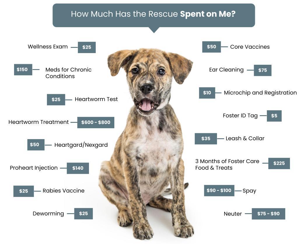 Diamonds-in-the-Ruff-Fee-Graphic-Dogs