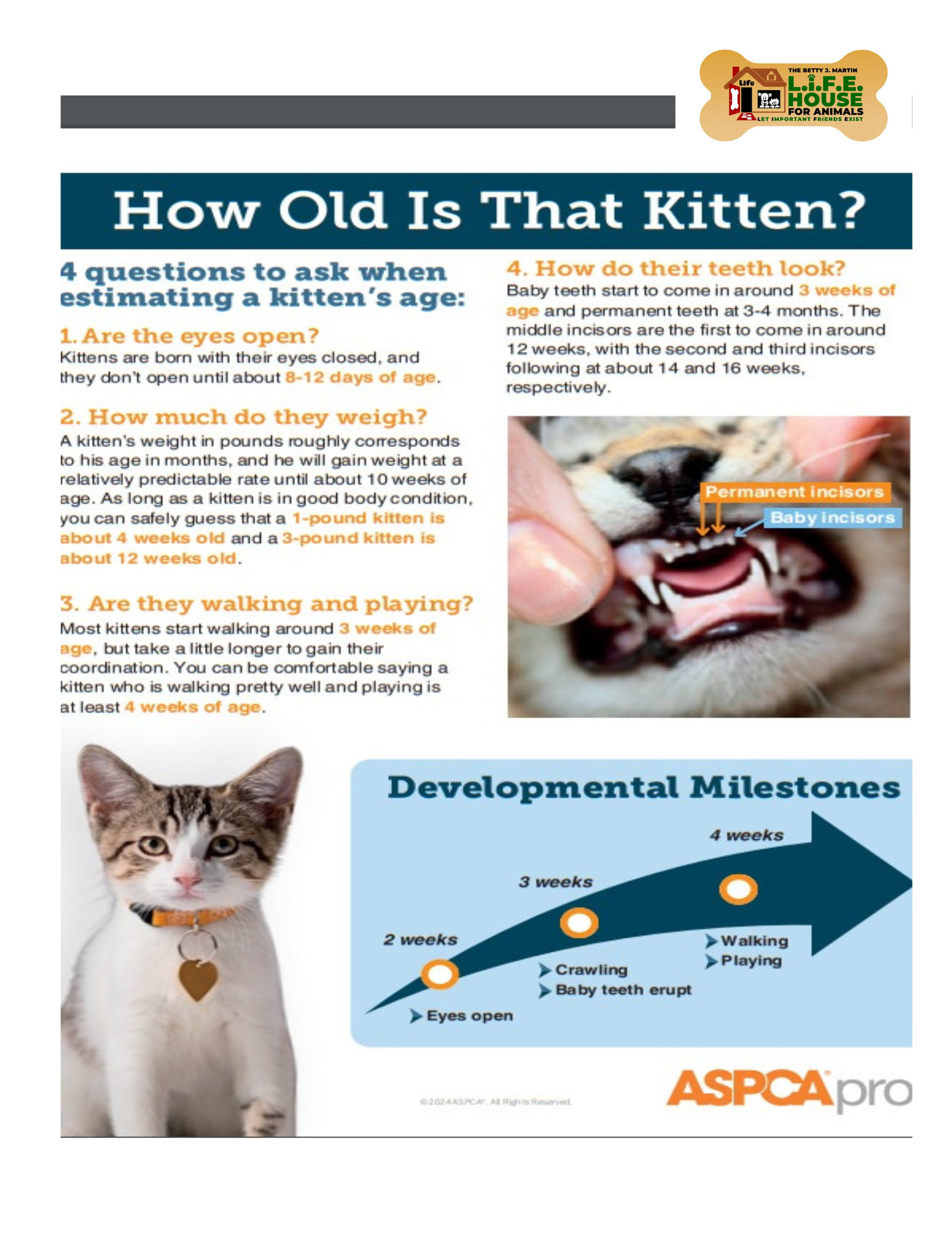 TRAINING-Aging a Kitten.pdf