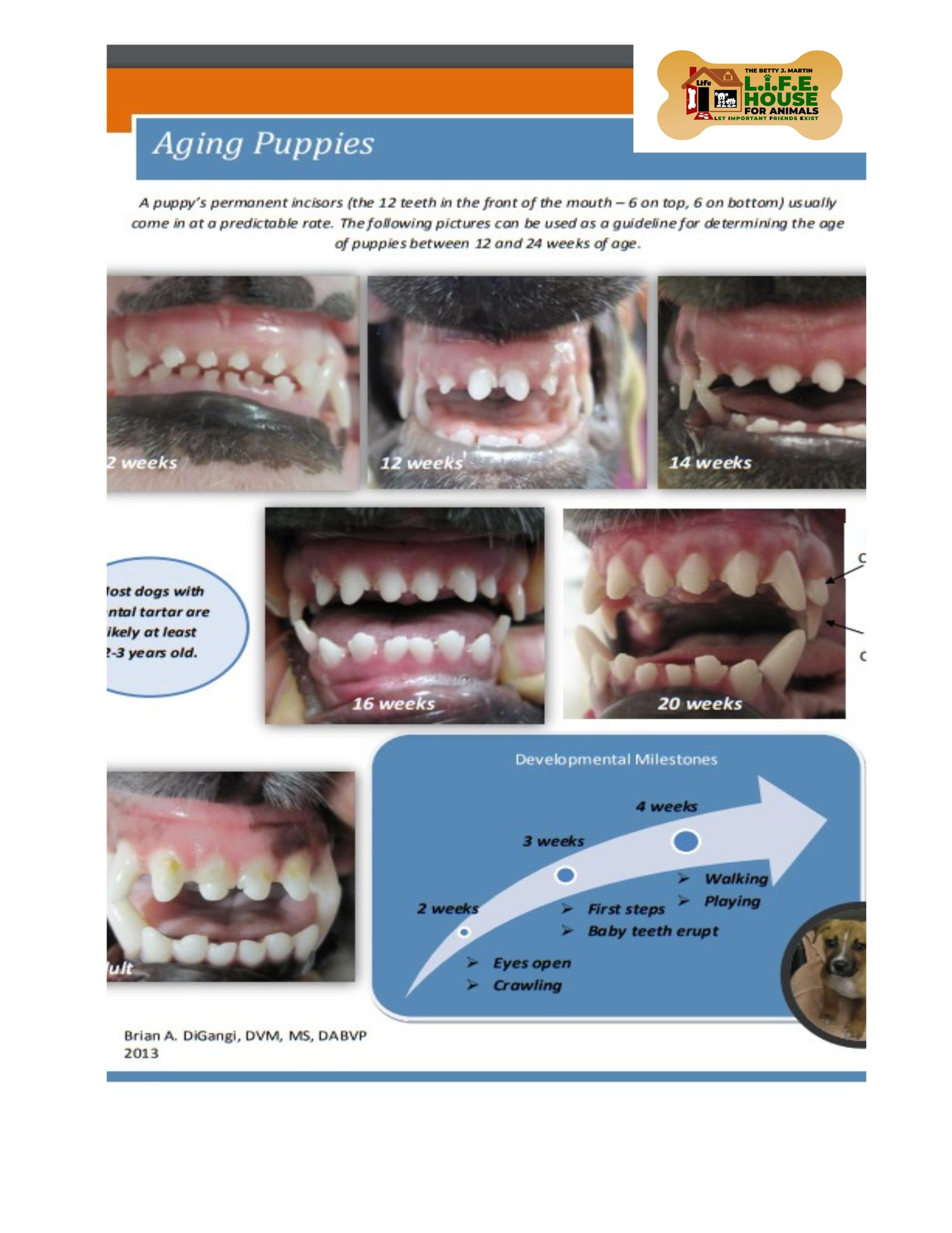 TRAINING-Aging a Puppy.pdf (1)