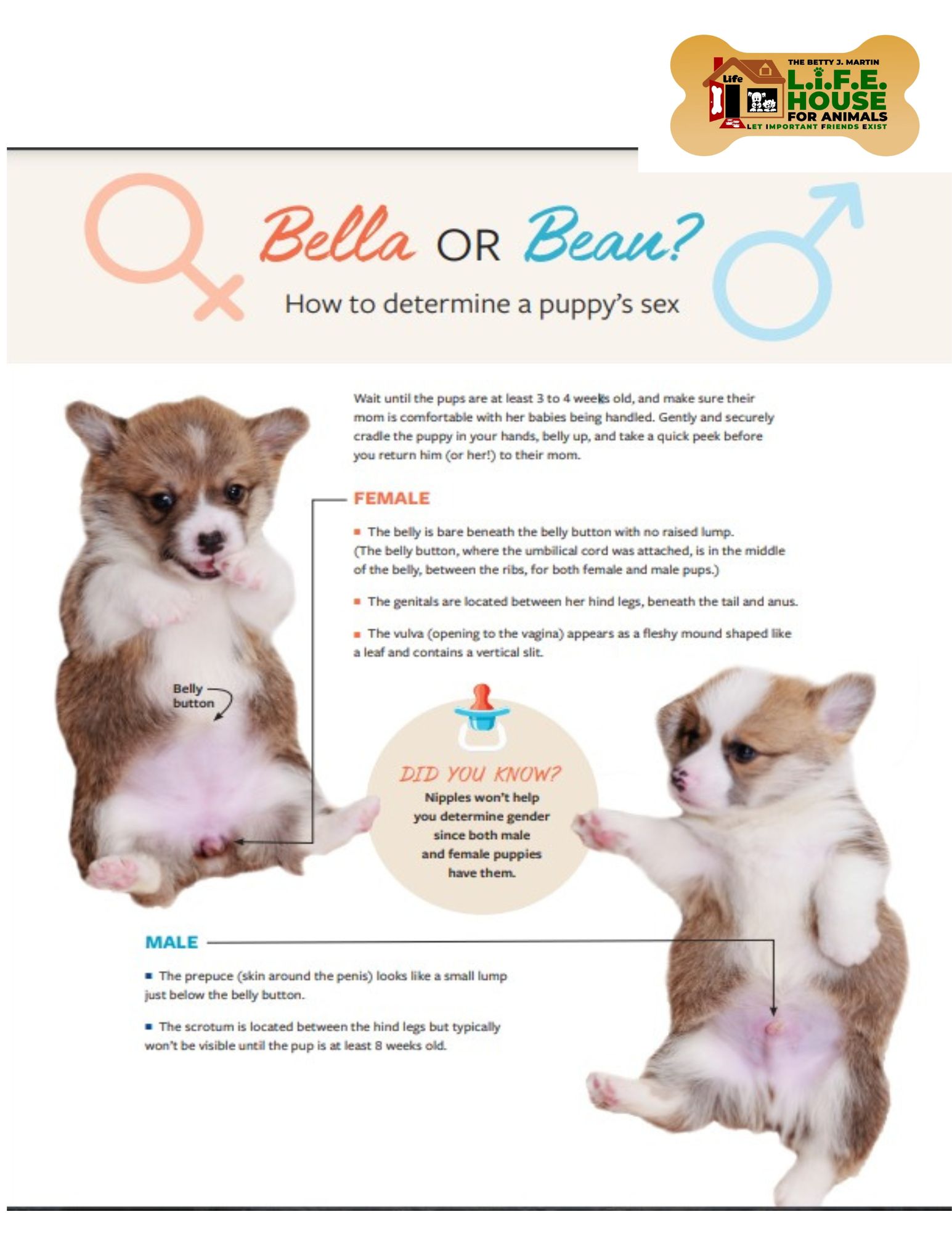 TRAINING-How to determine a puppy's sex.pdf