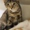 Phoebe 5410C