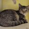 Phoebe 5410C
