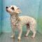 Dorothy 5514D
