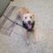 Buddy 5539D