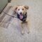 Buddy 5539D