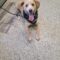 Buddy 5539D