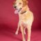 Buddy 5539D