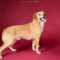 Buddy 5539D