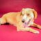 Buddy 5539D