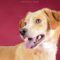 Buddy 5539D
