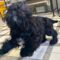 Gizmo 5554D