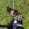 Sammie 5542D