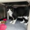 Mittens 5582C