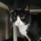 Mittens 5582C