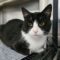Mittens 5582C