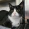 Mittens 5582C