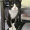 Mittens 5582C