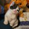 Tangerine 5596C