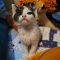 Tangerine 5596C