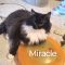 Miracle 1982C