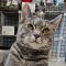 Catsy Cline 5714C
