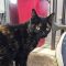 Jasmine 5733C