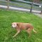 Buddy 5764 D