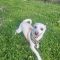 Odie 5772 D