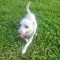 Odie 5772 D