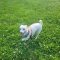 Odie 5772 D