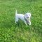 Odie 5772 D