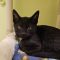 Binx 5777 C