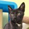 Binx 5777 C