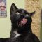 Binx 5777 C