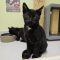 Binx 5777 C
